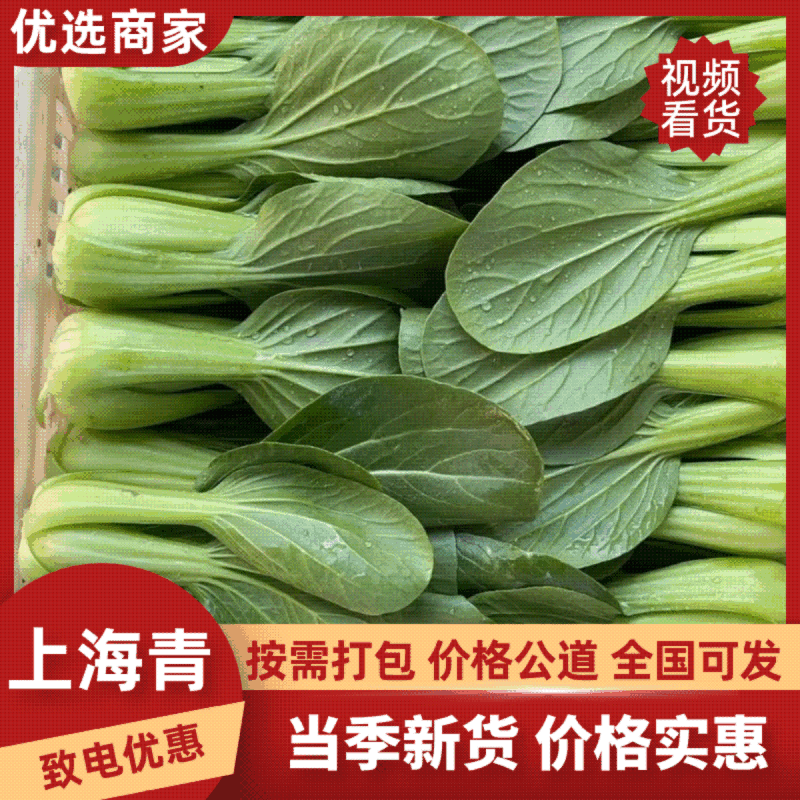 【江苏上海青】淮安小青菜/油菜/精品小青菜/发往全国便宜