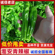 【江苏薄皮椒】江苏芜湖椒/青辣椒/江苏辣椒/电商一件批发