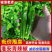 【江苏薄皮椒】江苏芜湖椒/青辣椒/江苏辣椒/电商一件批发