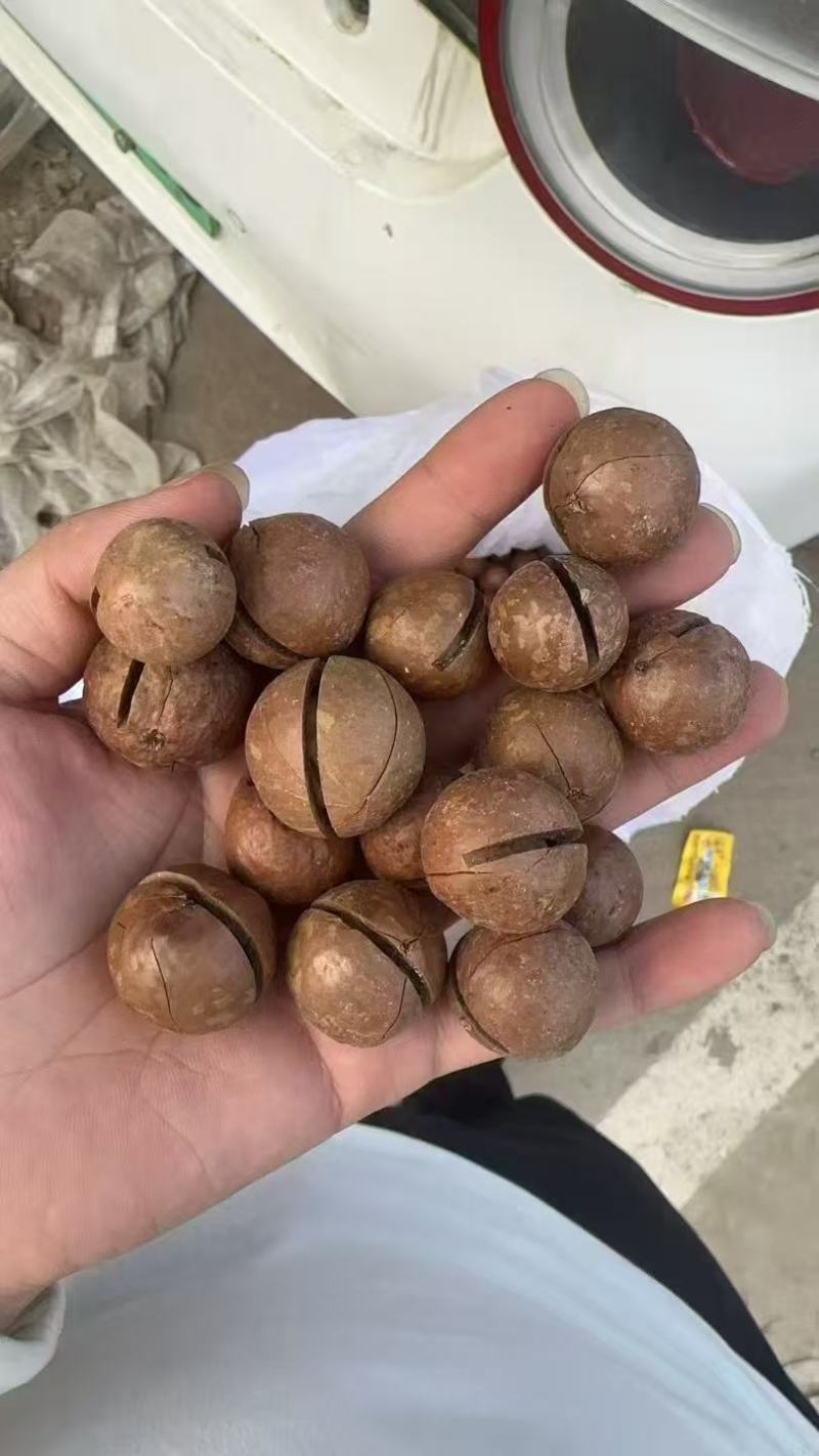 河南精品坚果/夏威夷果/量大价优/可视频看货/欢迎下单