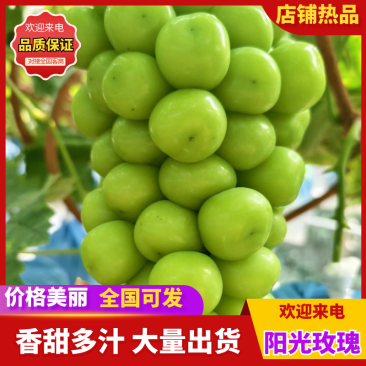 阳光玫瑰精品葡萄产地直销量大从优可视频看货