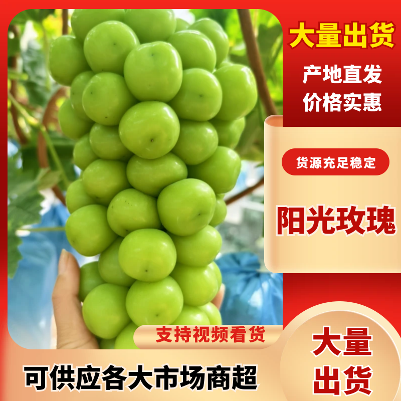 山东烟台蓬莱阳光玫瑰葡萄，硬度大，甜度高，耐储存