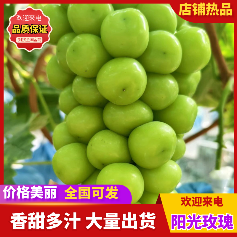 阳光玫瑰葡萄，量大从优