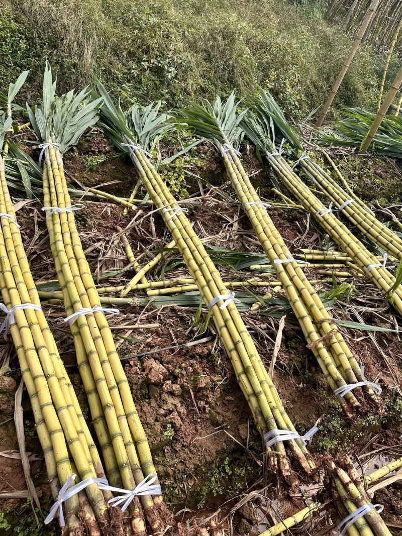 云南产地精品黄皮甘蔗对接电商市场商超可视频看货