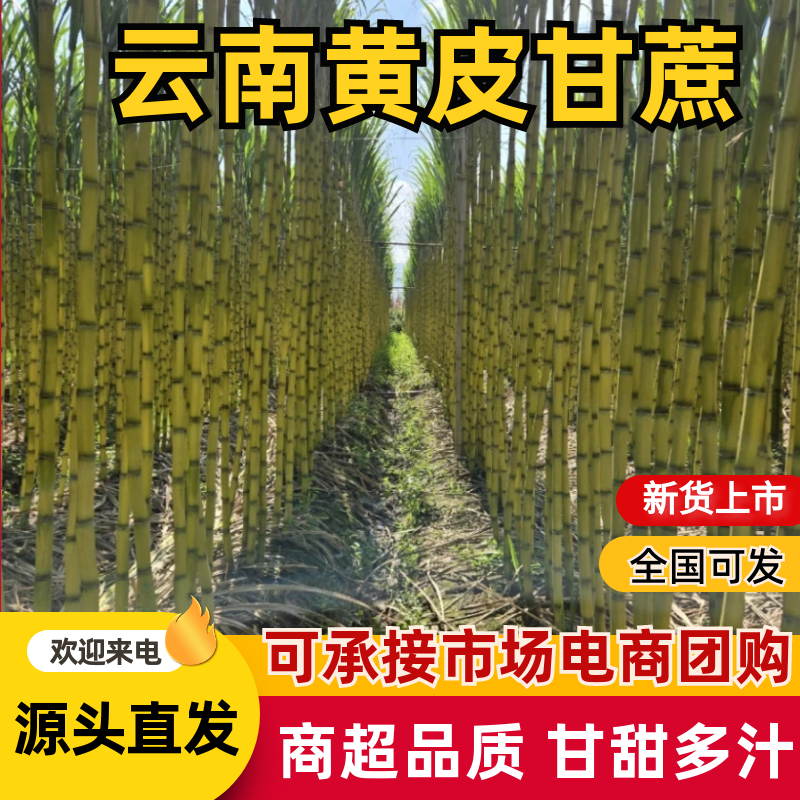 云南产地精品黄皮甘蔗对接电商市场商超可视频看货