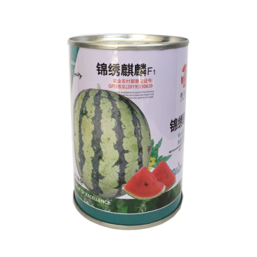 锦绣麒麟西瓜种子800粒春秋小拱棚露地种植基地用种