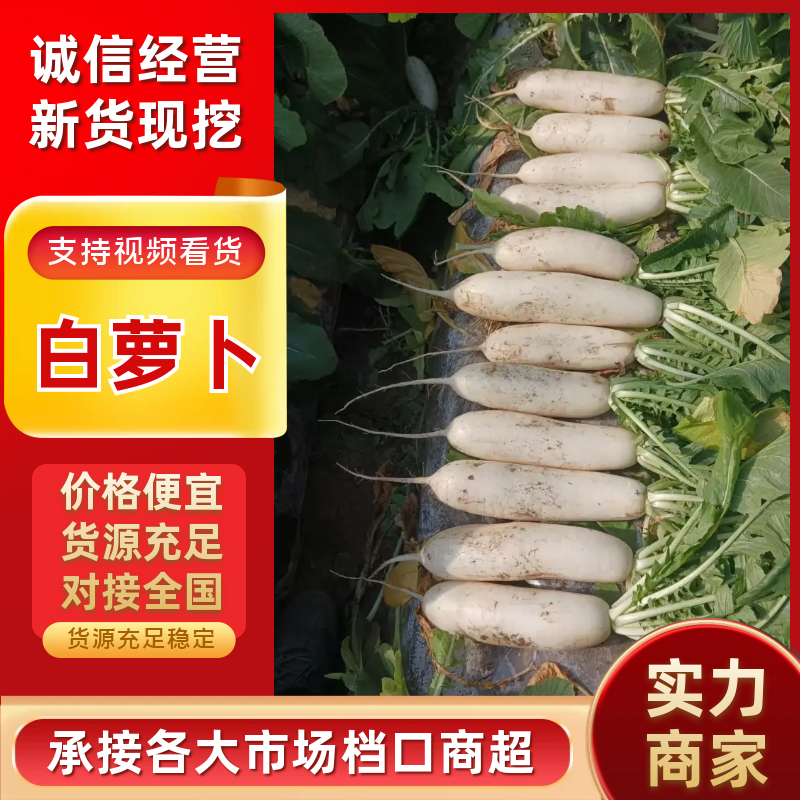 【精选】白萝卜基地直发货源充足对接全国保质保量