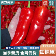 红椒红辣椒菜椒江苏红辣椒供应食堂饭店餐饮商超批发