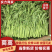 【实力】茼蒿供应江苏茼蒿小叶茼蒿量大从优欢迎来电