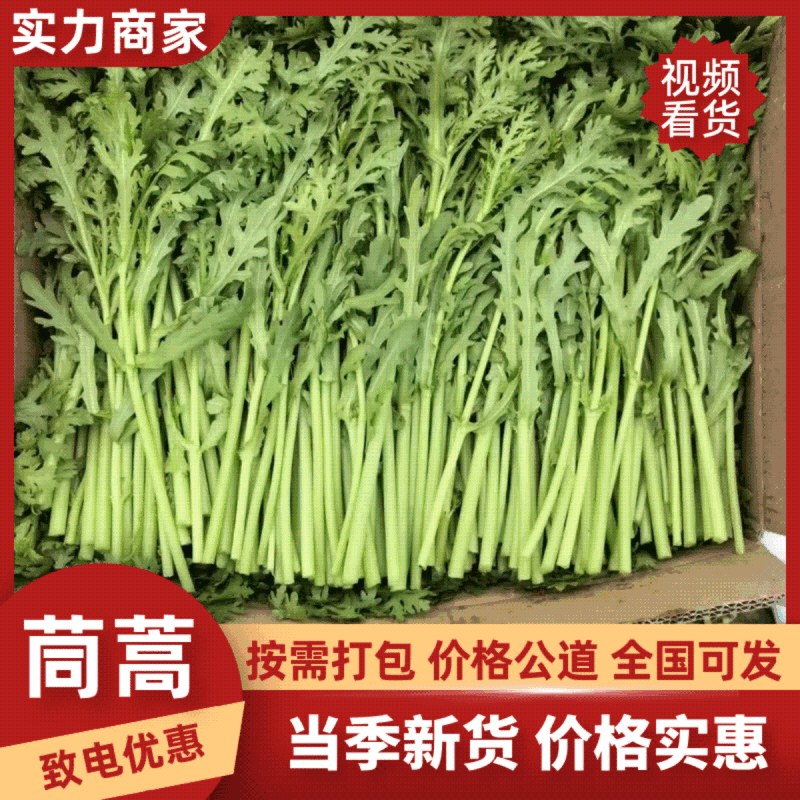 【实力】茼蒿供应江苏茼蒿小叶茼蒿量大从优欢迎来电