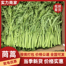 【推荐】江苏小叶茼蒿大量接单代发全国诚信合作欢迎联系
