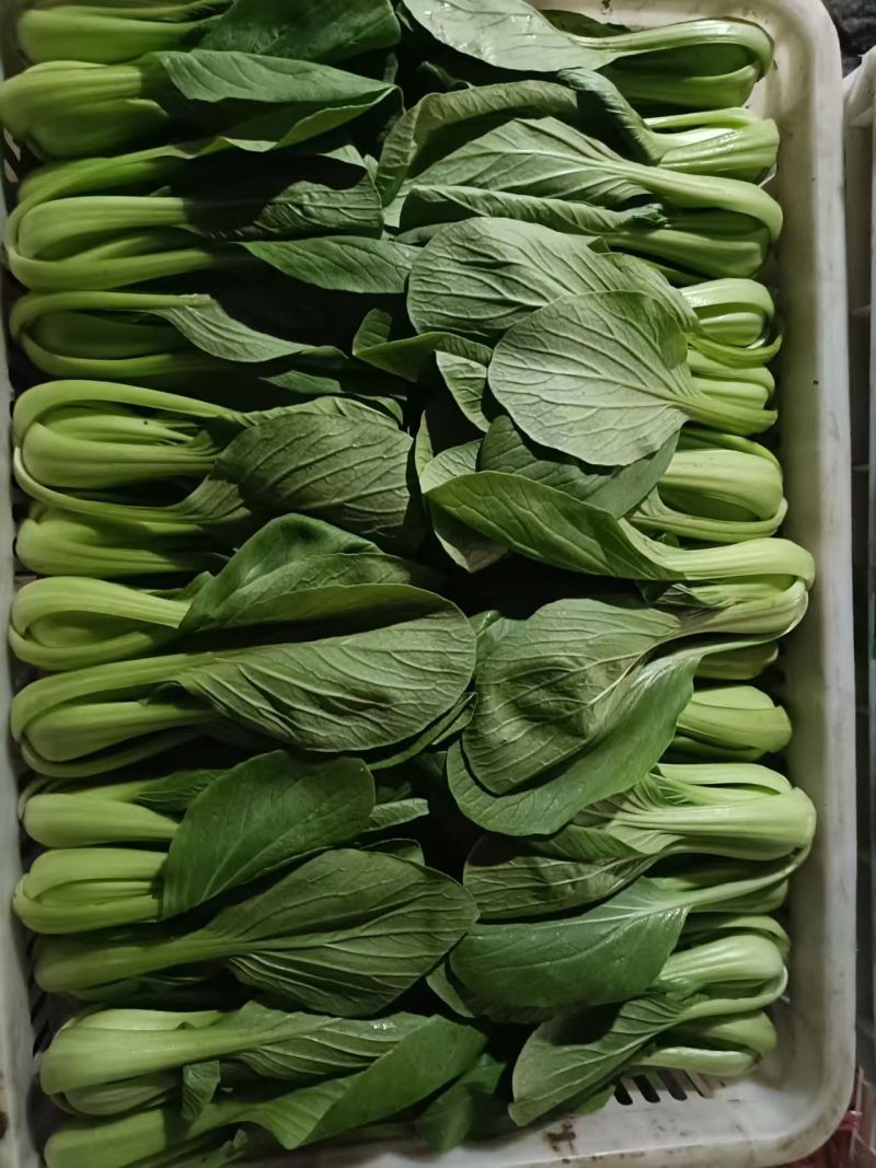 【上海青】山东精品小油菜大量供应可对接商超，食品厂。脱水