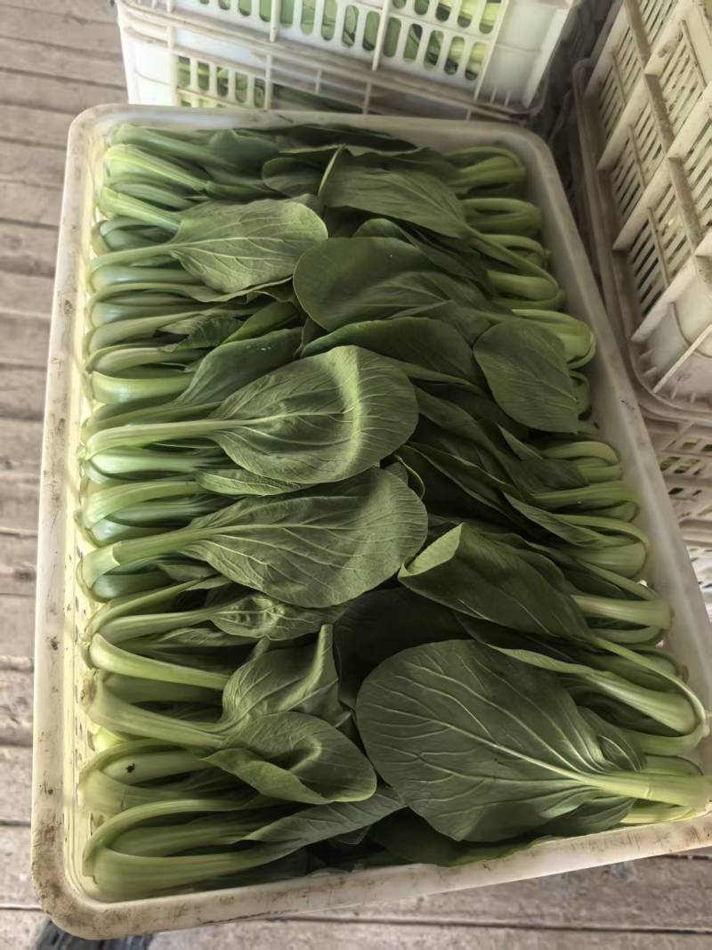 【上海青】山东精品小油菜大量供应可对接商超，食品厂。脱水