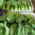 【上海青】山东精品小油菜大量供应可对接商超，食品厂。脱水