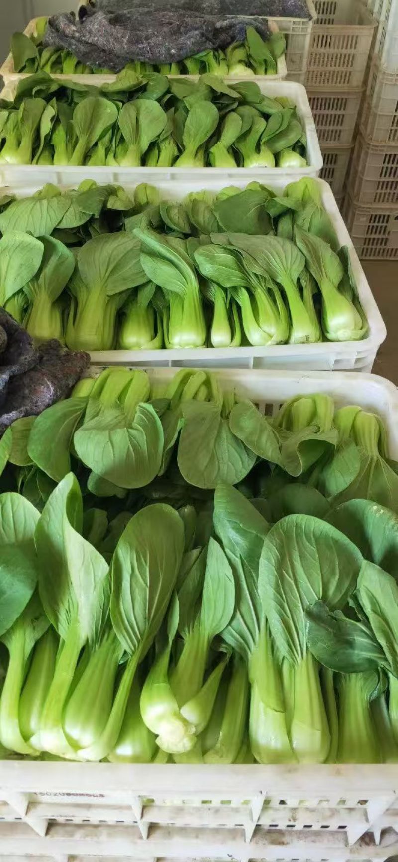 【上海青】山东精品小油菜大量供应可对接商超，食品厂。脱水
