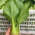 【上海青】山东精品小油菜大量供应可对接商超，食品厂。脱水