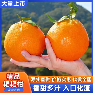 四川耙耙柑春见柑桔货源充足产地供应欢迎咨询
