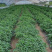 景辣1号早景尖椒102辣妹子干鲜两用小辣椒5克基地型