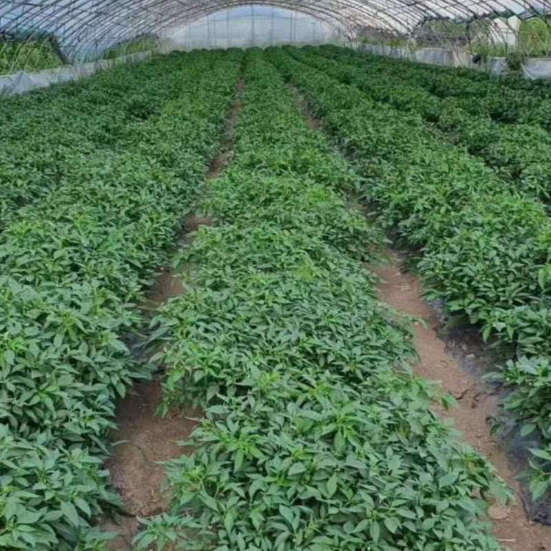 景辣1号早景尖椒102辣妹子干鲜两用小辣椒5克基地型