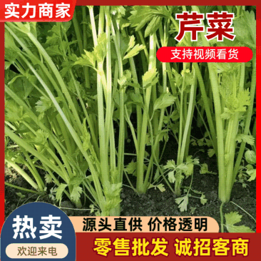 江苏淮安小香芹青芹菜大量接单量大从优欢迎来电