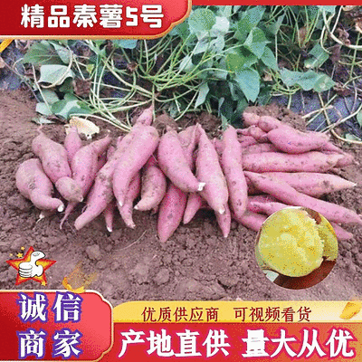 板栗薯大量供应中对接市场档口量大从优规格齐全欢迎来电咨询