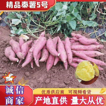 陕西咸阳秦薯5号红薯一手货源价格便宜欢迎咨询