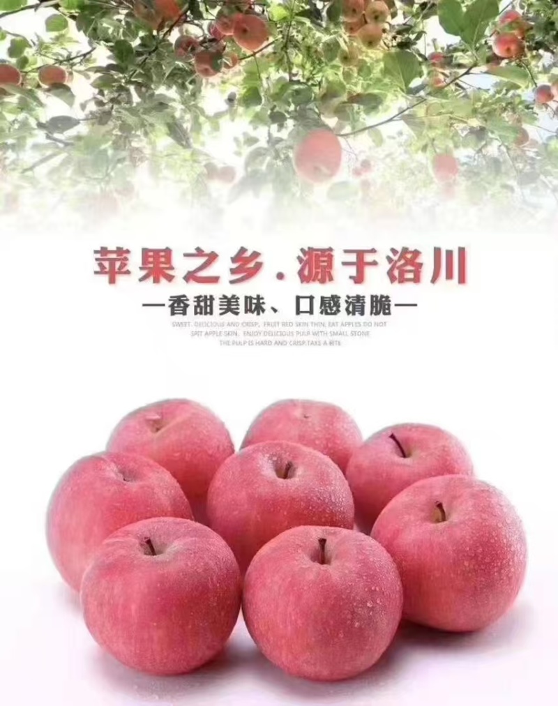 苹果洛川苹果红富士苹果（一件代发包邮）规格齐全果园直采