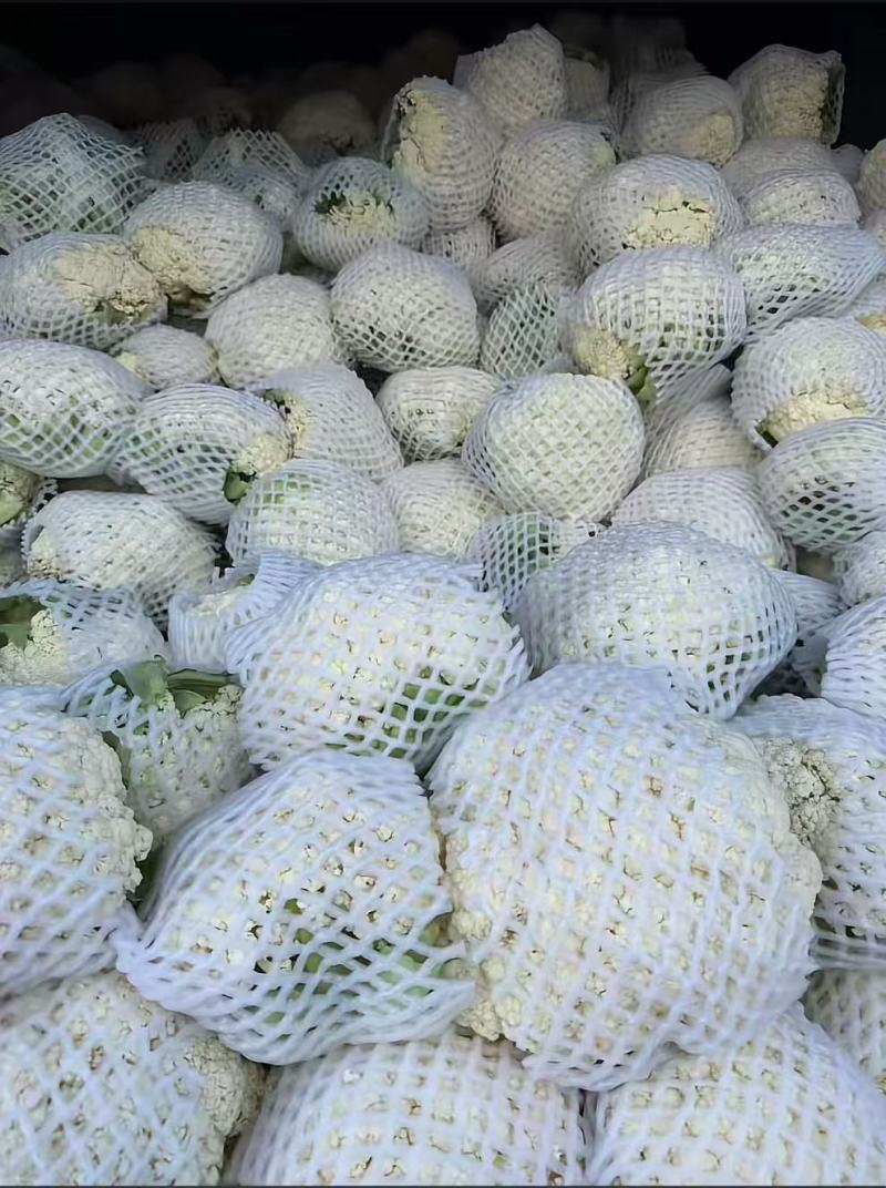 精品松花基地直发量大从优欢迎来电洽谈