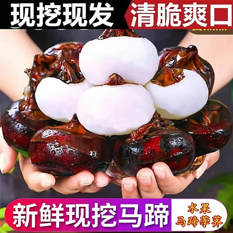 广西荔浦特产现挖马蹄荸荠水果原产地直供