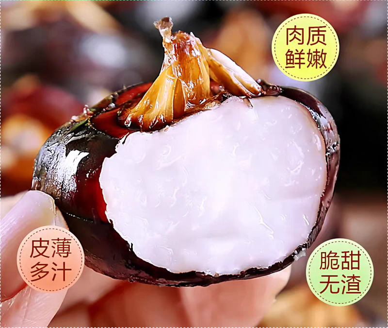 广西荔浦特产现挖马蹄荸荠水果原产地直供