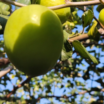 云南玉溪牛奶枣自家果园一手货源货量大口感脆甜果形端正卖