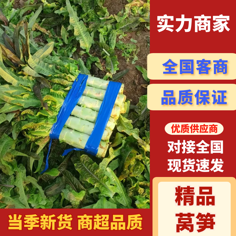 【好评多多】红叶香莴苣莴笋产地直发对接食堂市场等
