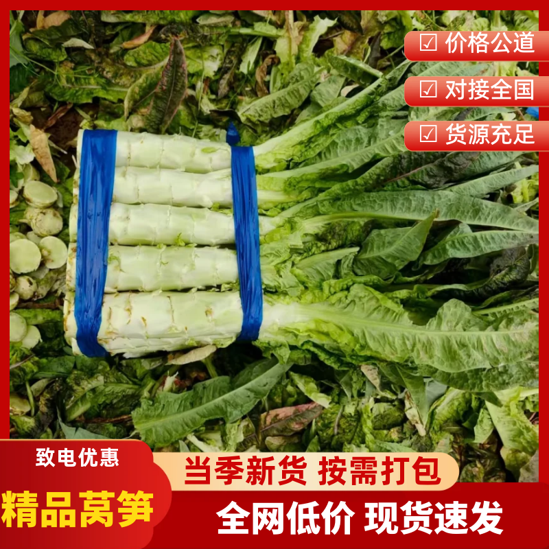 【热销】尖叶莴笋莴苣精品莴笋保质保量对接全国