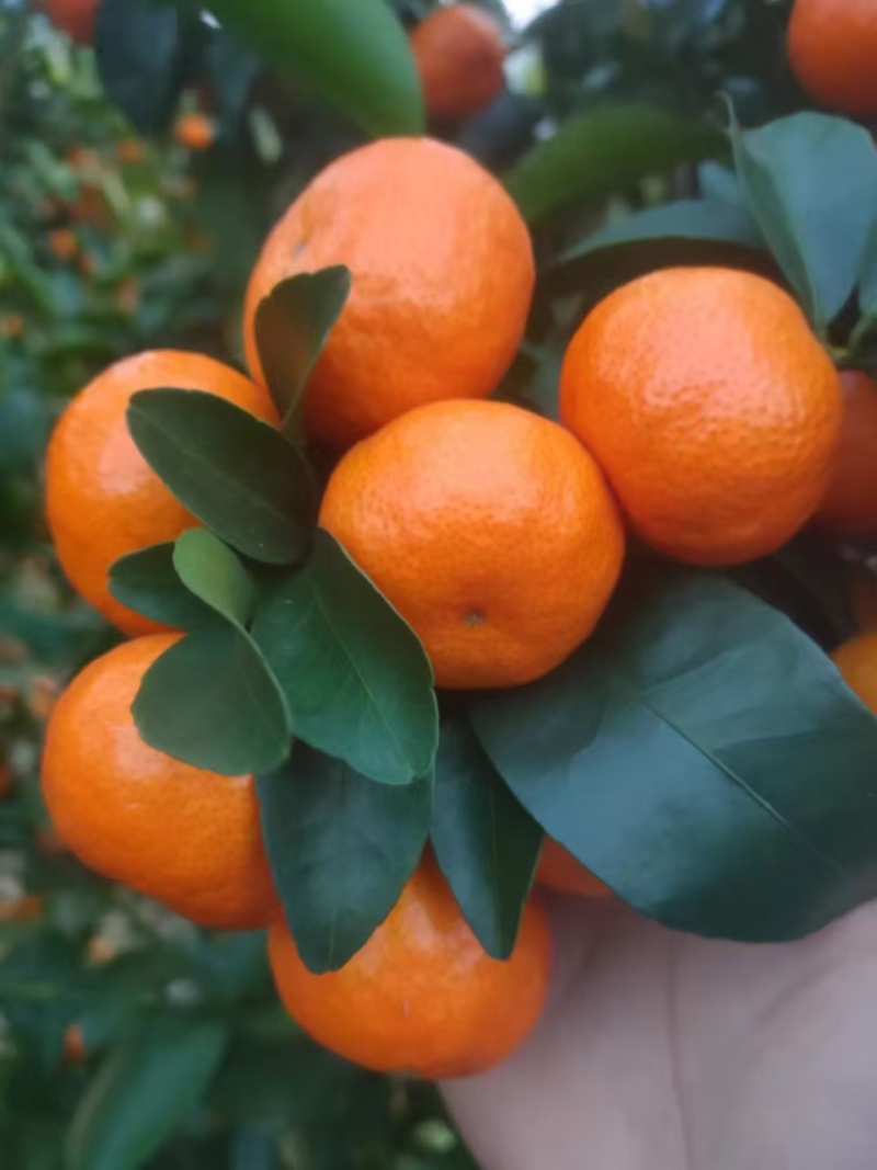 广西沙糖桔薄皮小橘子新鲜柑橘当季水果