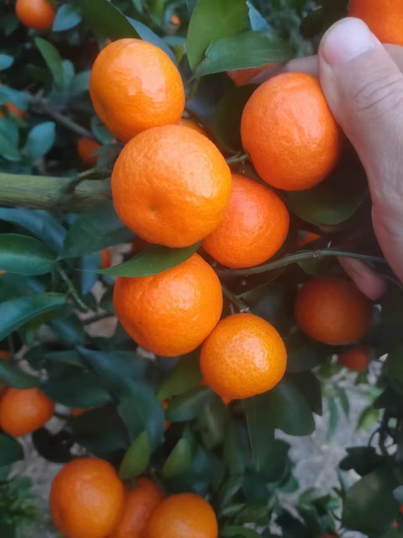 广西沙糖桔薄皮小橘子新鲜柑橘当季水果
