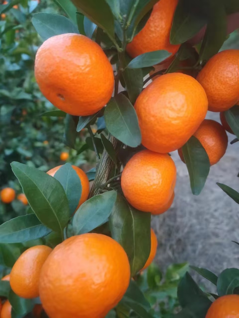 广西沙糖桔薄皮小橘子新鲜柑橘当季水果