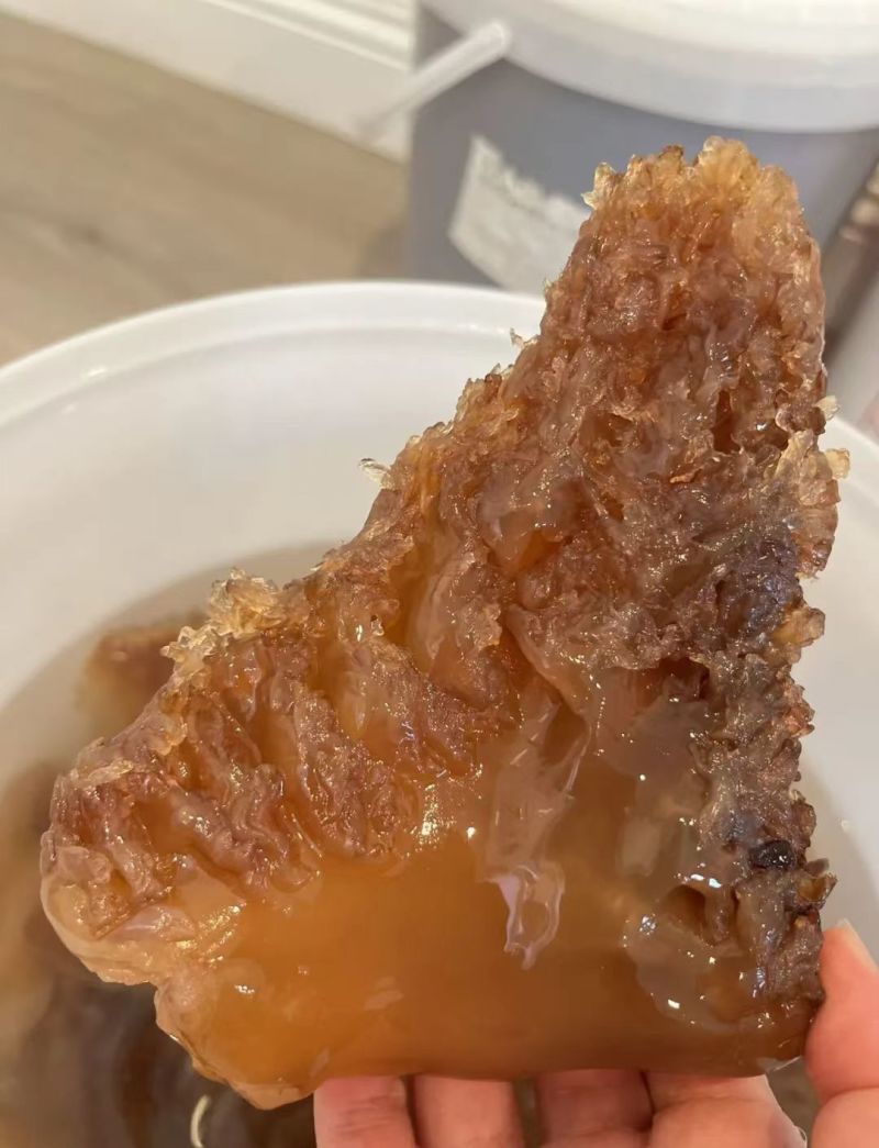 工厂直发水产一手货源海蜇/海蜇头/量大价优/欢迎下单