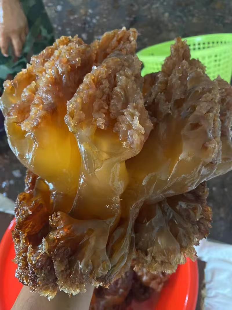 工厂直发水产一手货源海蜇/海蜇头/量大价优/欢迎下单