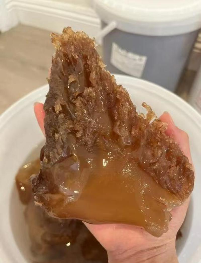 工厂直发水产一手货源海蜇/海蜇头/量大价优/欢迎下单