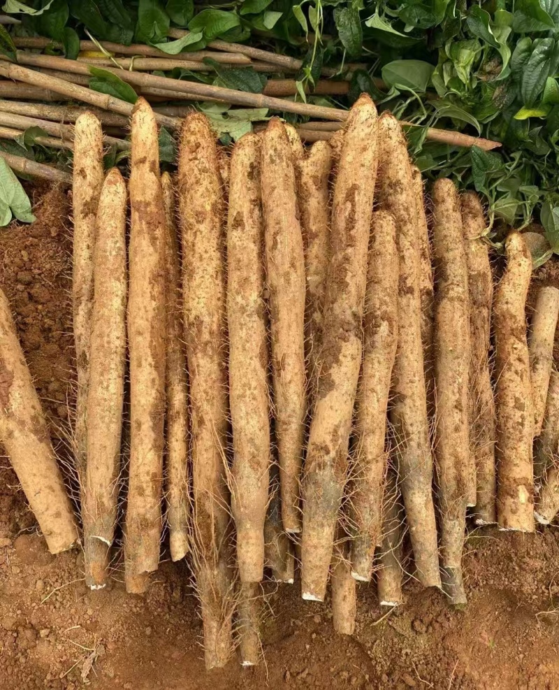 新品淮山药现货速发货量充足品质保障