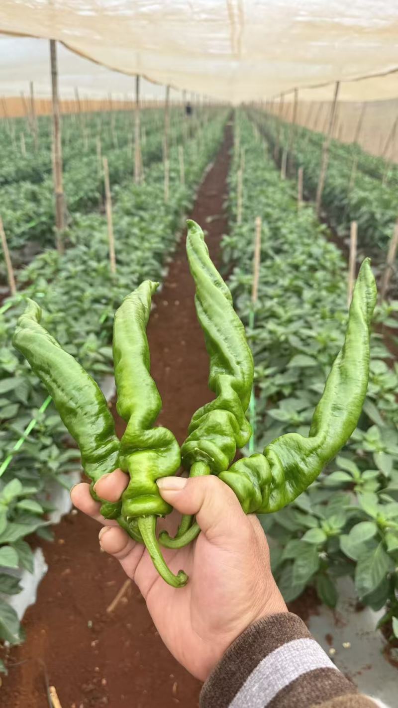 陇椒鲜辣椒大量有货诚信经营对接全国足斤足两