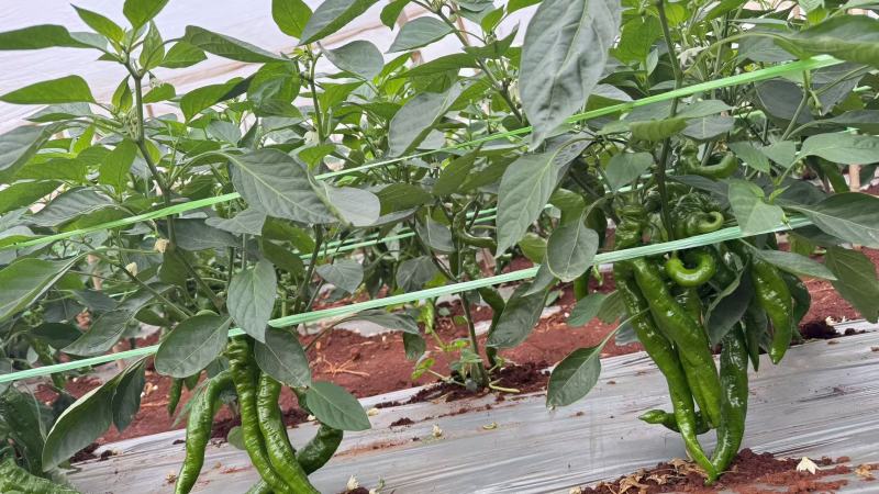 陇椒鲜辣椒大量有货诚信经营对接全国足斤足两