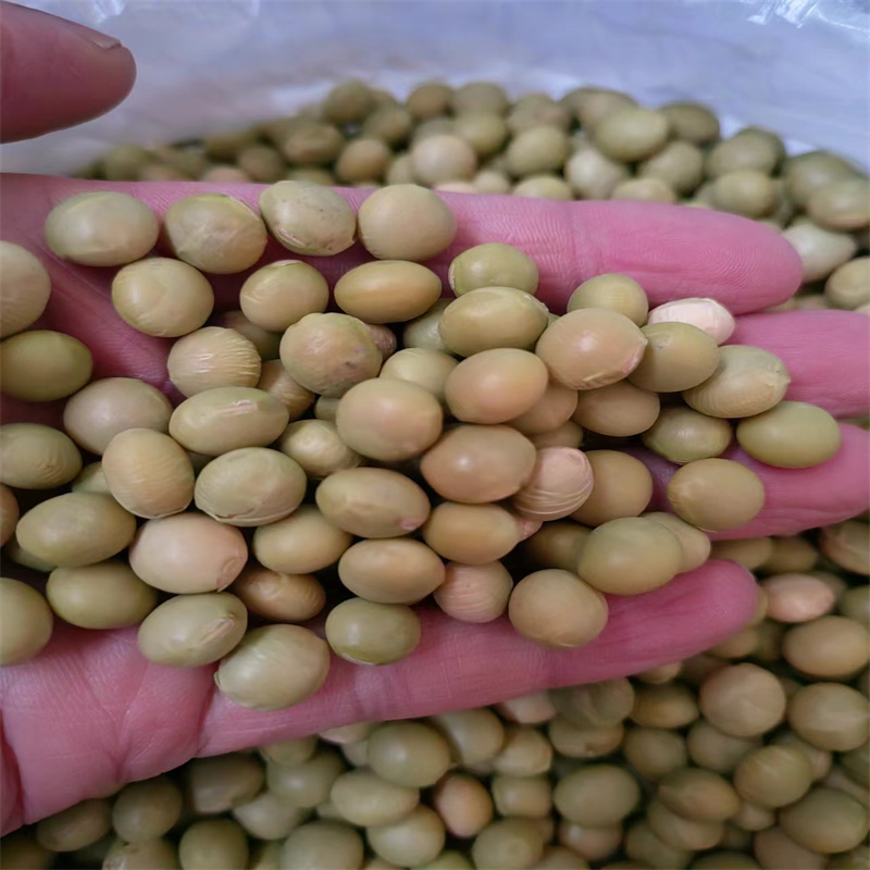 开科源5号毛豆种子高产基地毛豆种子