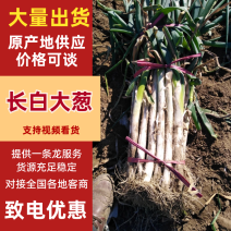 长白大葱