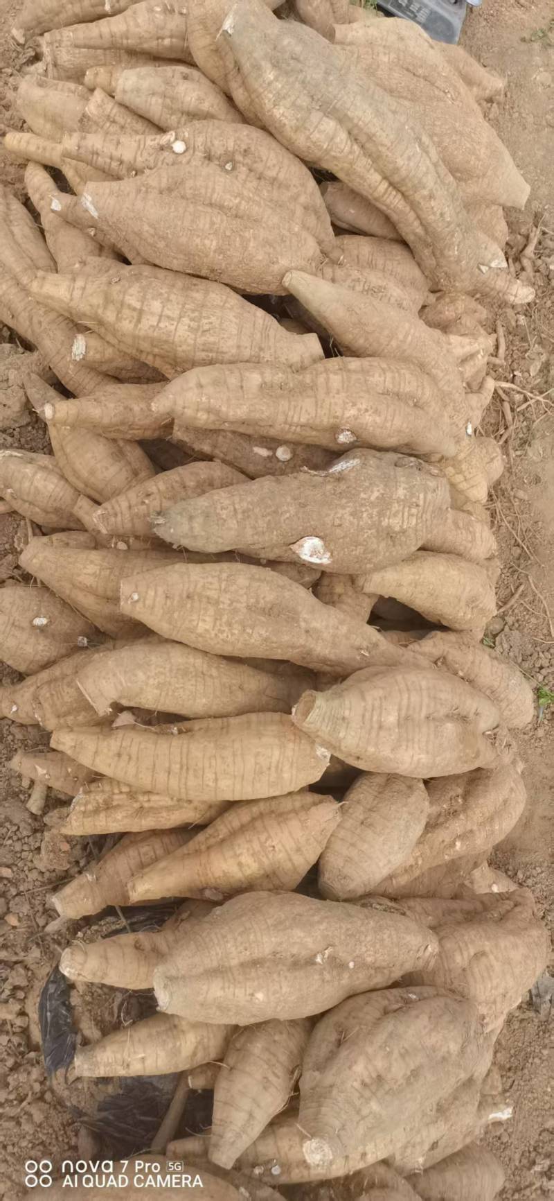 广西葛根自家种植基地量大价优保证质量
