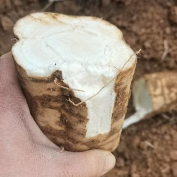 广西葛根自家种植基地量大价优保证质量
