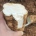 广西葛根自家种植基地量大价优保证质量