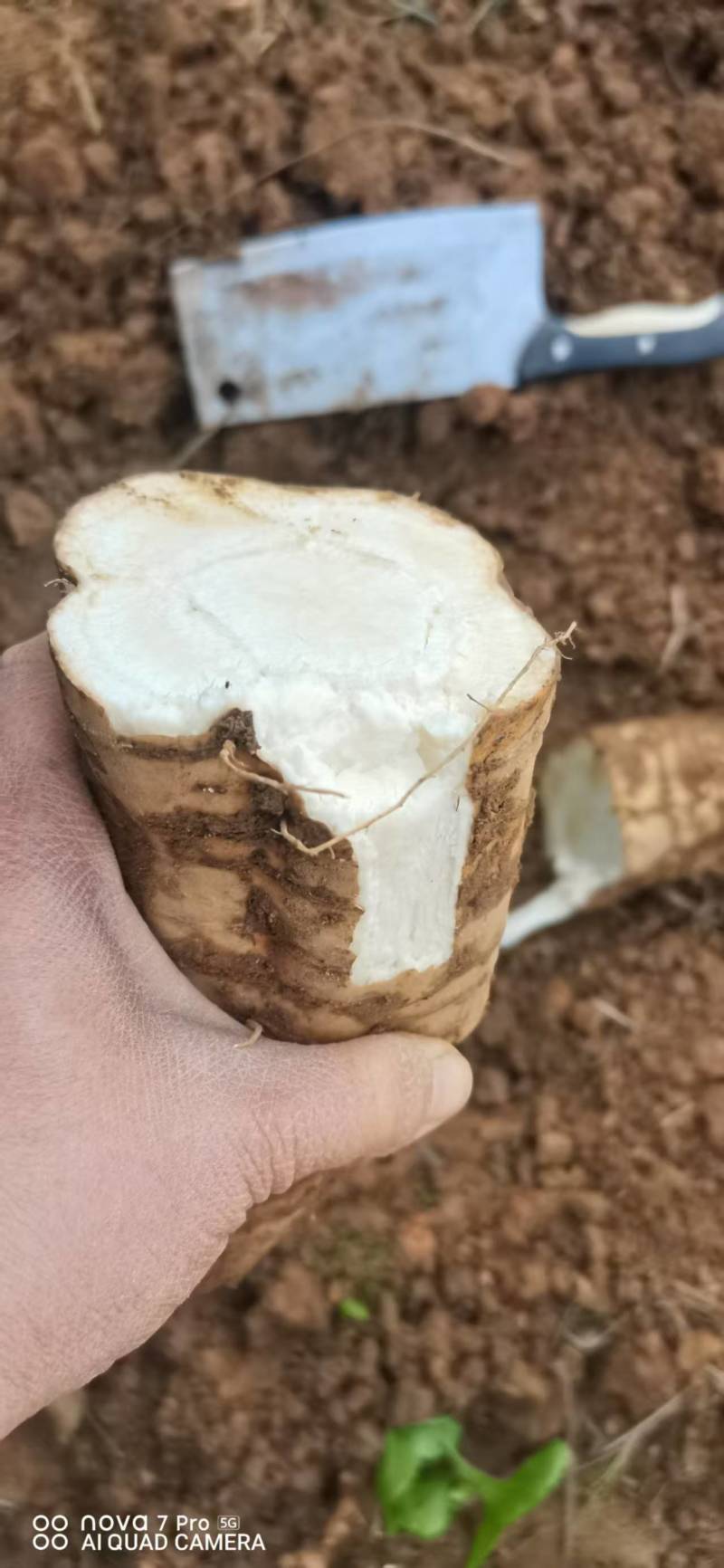 广西葛根自家种植基地量大价优保证质量
