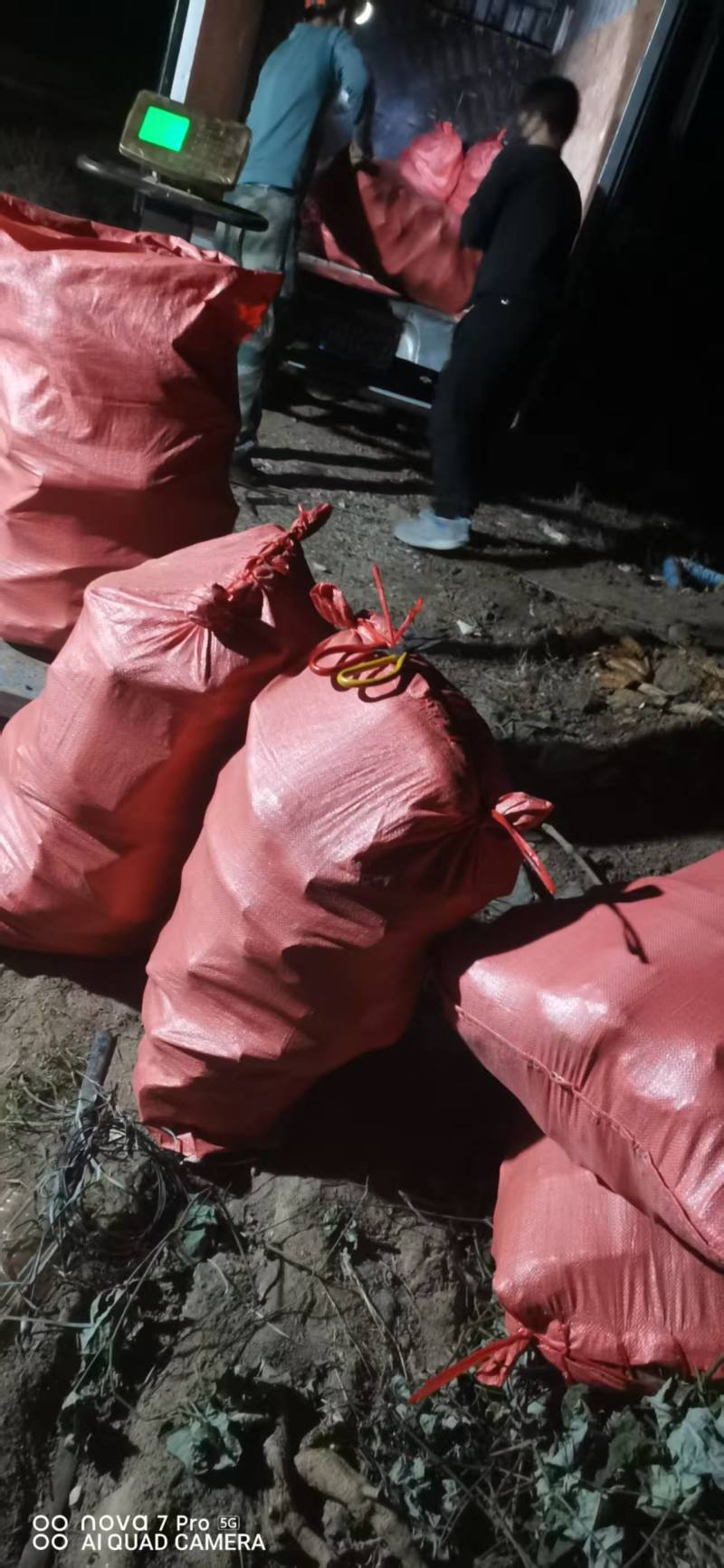 广西葛根自家种植基地量大价优保证质量