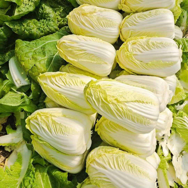 《畅销娃娃菜》电商社团市场商超外贸出口，农户一手货